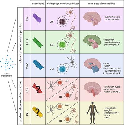 The Concept of α-Synuclein Strains and How Different Conformations May Explain Distinct Neurodegenerative Disorders